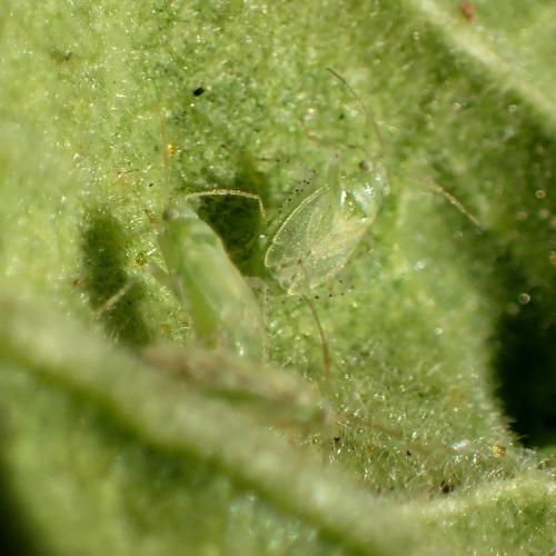 Malacotes phlomidis